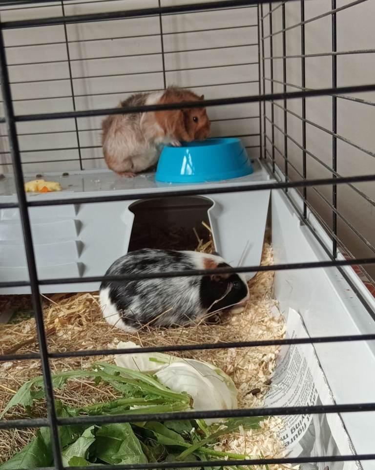 Pair of female Guinea Pigs 