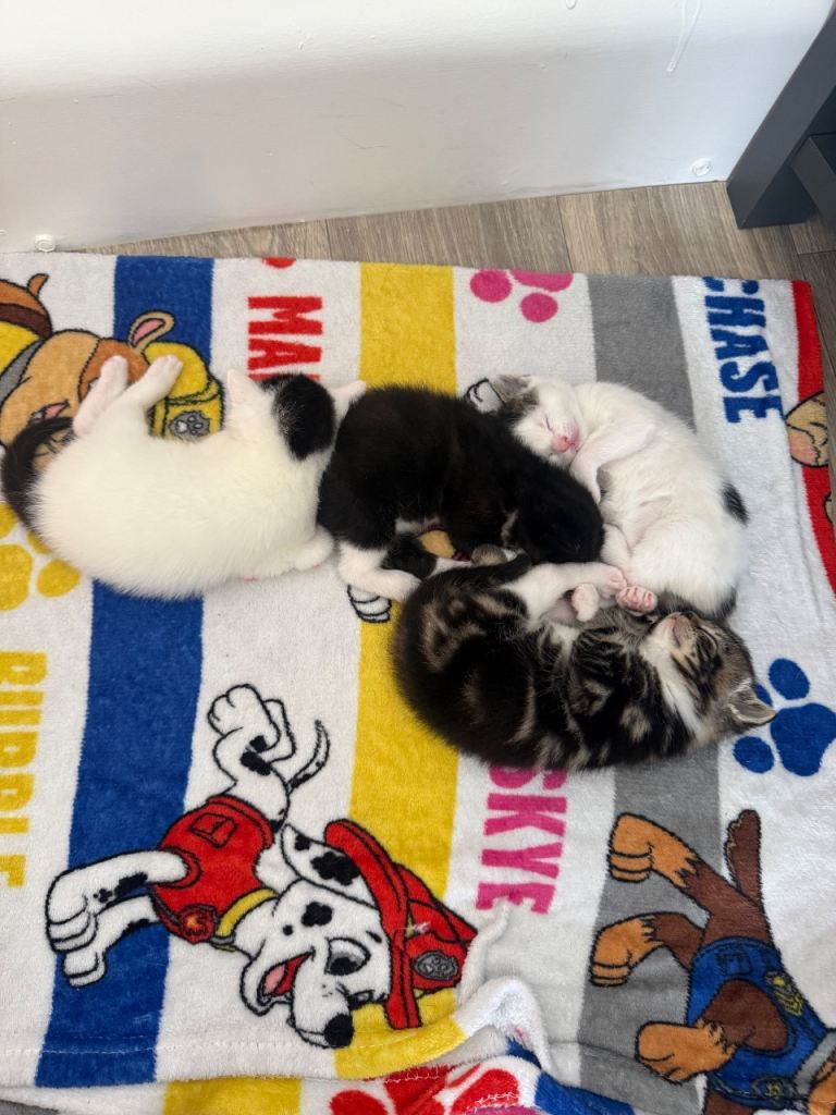 Kittens