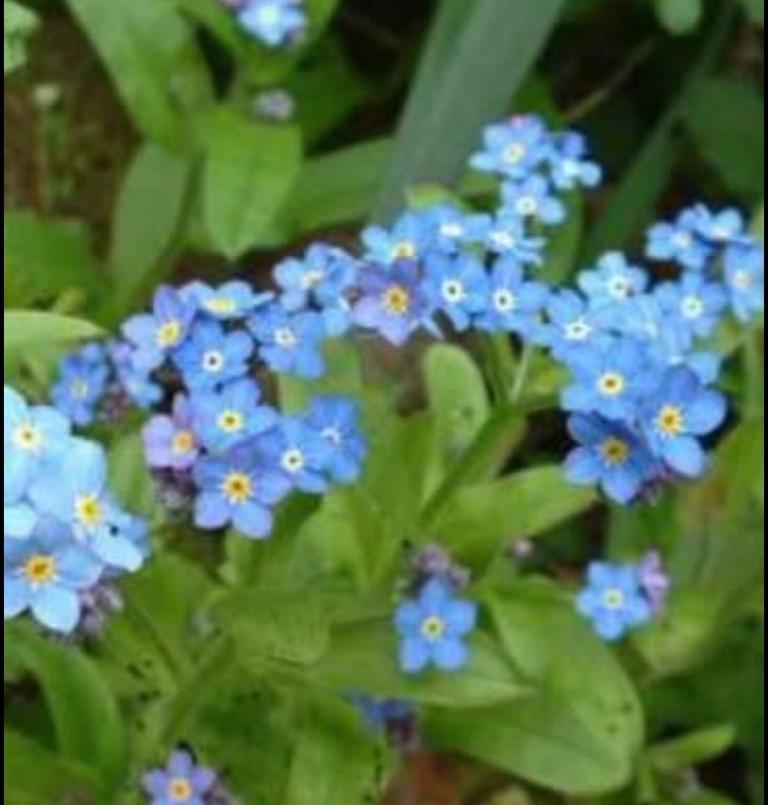 Water forget-me-pond plants. Posted to you £8.