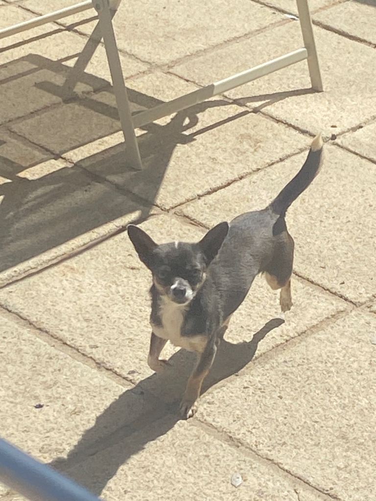 Chihuahua 