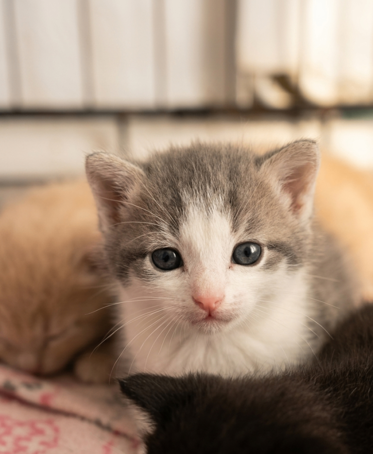 Kitten 