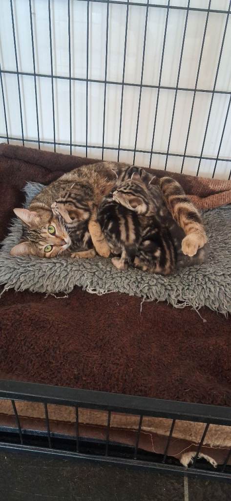 Beatuful friendly kittens