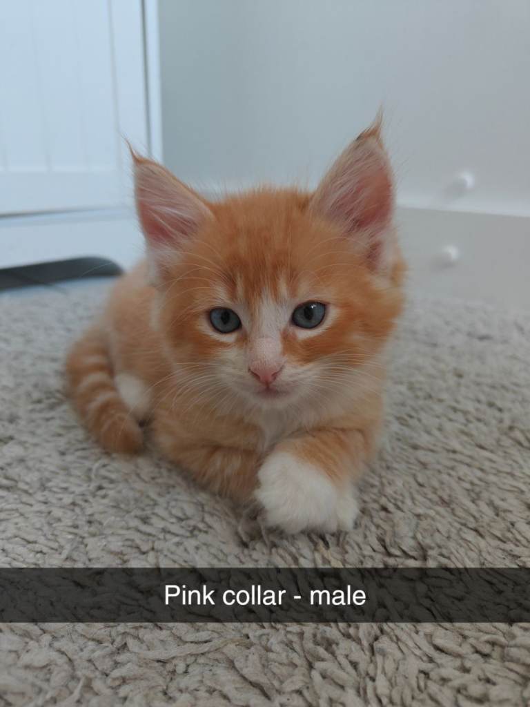 Main coon / ragdoll kittens 