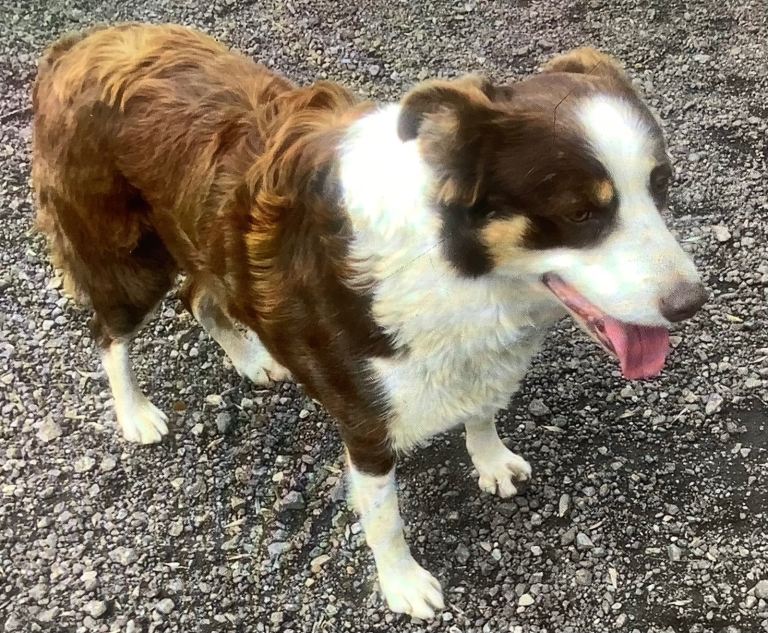 Super friendly , delightful female red and white adult border collie —Ideal companion