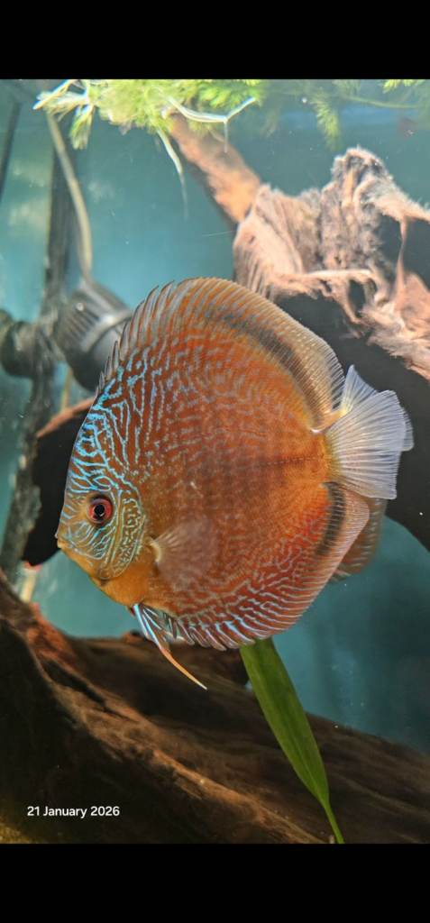 Discus