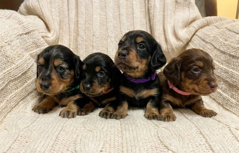 Long Haired Miniature Dachshunds