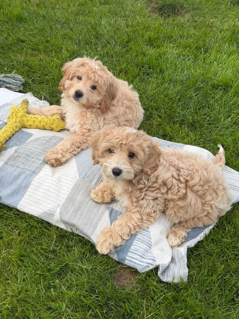 Cavachons