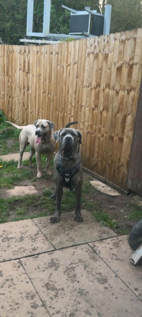 Cane corso female