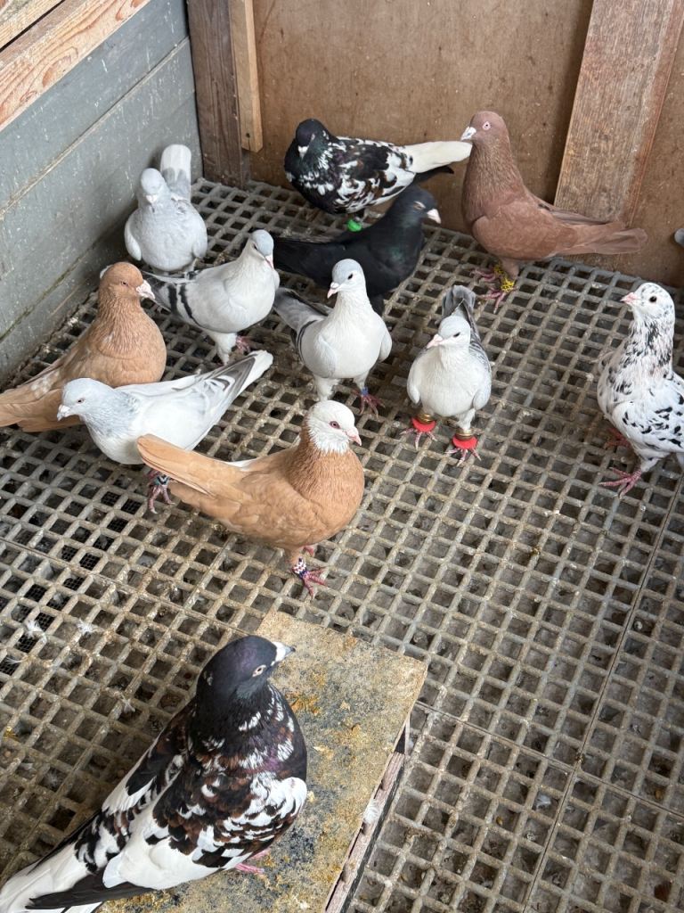 Pigeons 