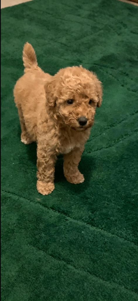 Beautiful Poojon puppie 