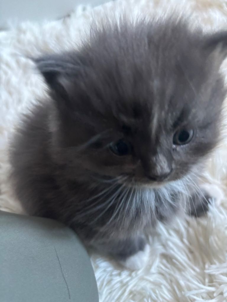 image for half norwegian kittens 