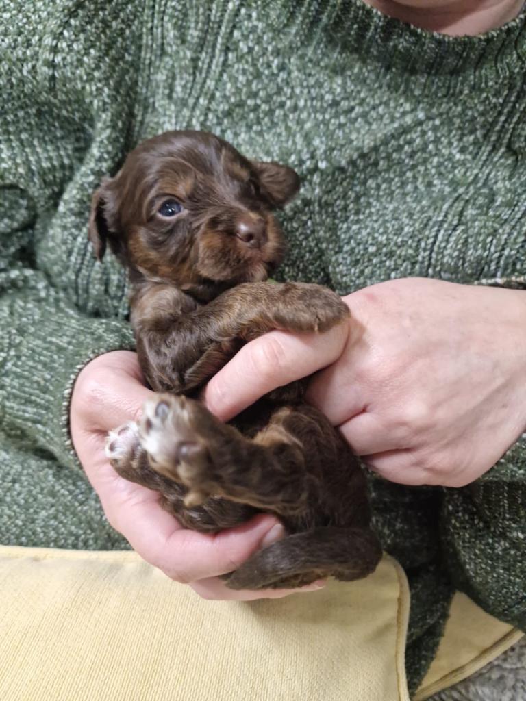 Gorgeous Cockerpoochons