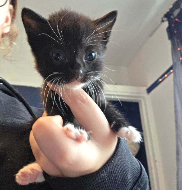 Kittens
