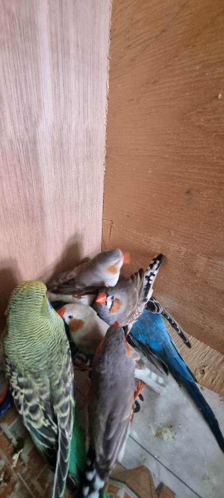 Young Budgies 