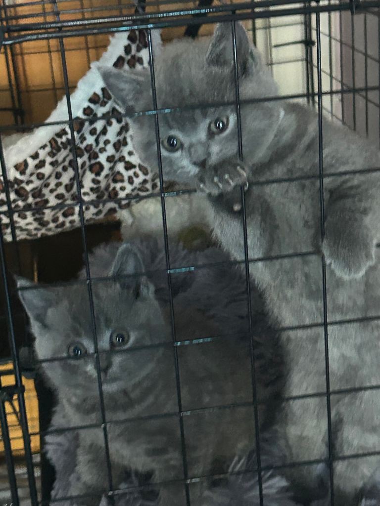 Bsh 1 girl remaining  remaining ready to leave next week I want amazing home only and lots love 🥰 
