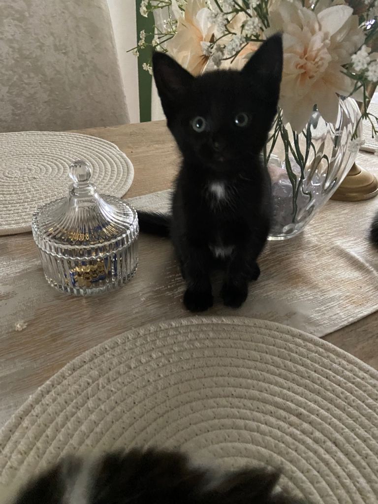 Black male and female 