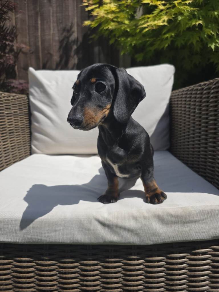 Female miniture dachshund