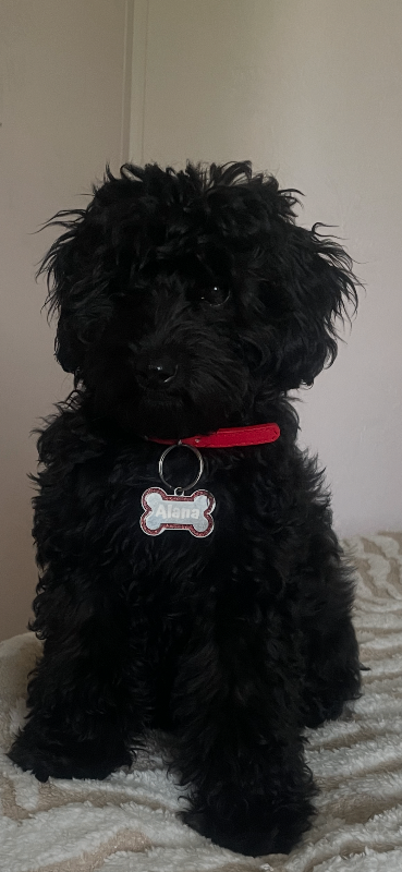 Black cavapoo