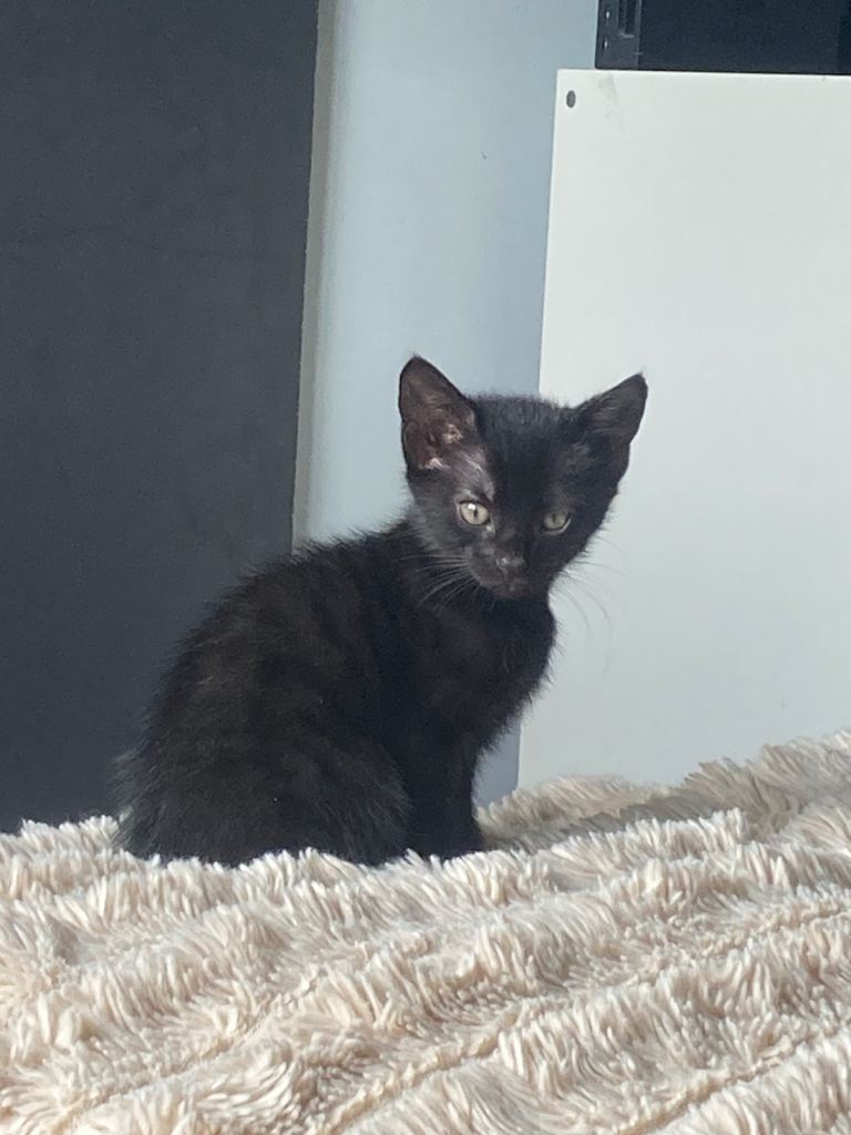 Kittens for sale