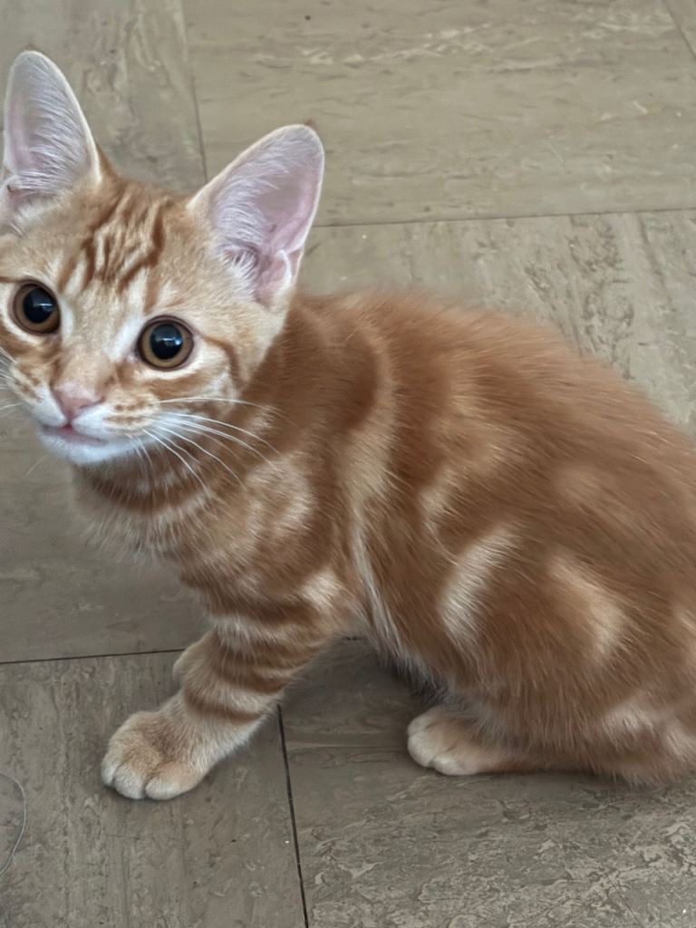3 kittens 