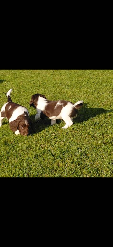 KC Springer Spaniel puppies for sale 
