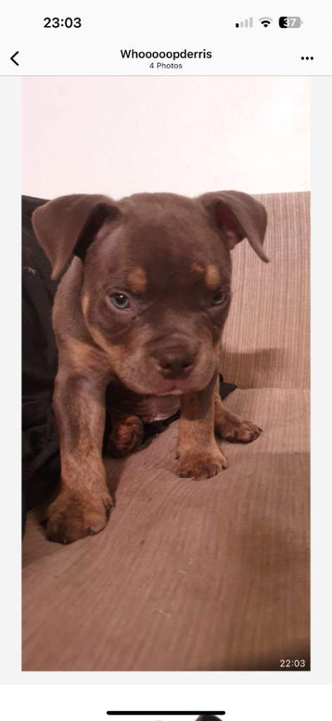 2 Beautifil Pocket Bully puppies