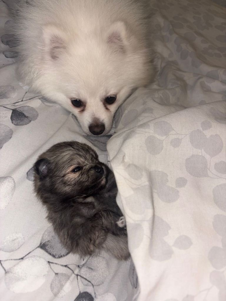 Miniature Pomeranian 