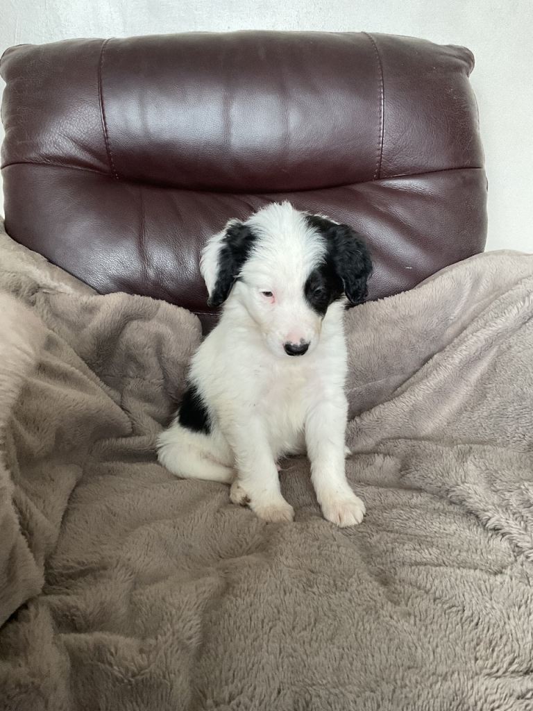Cockerpoo x border collie puppies