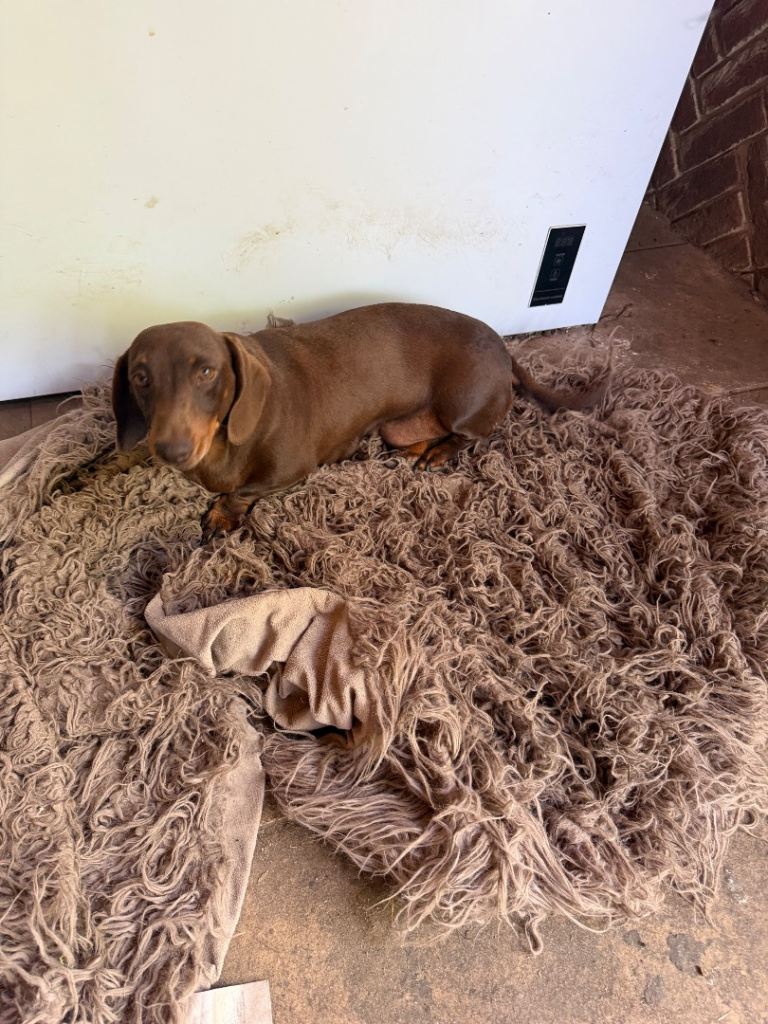 Adult dachshund bitch