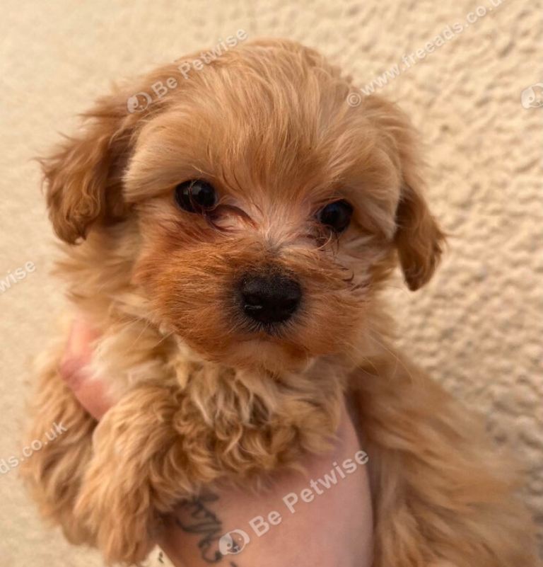Female Maltipoo for sale.