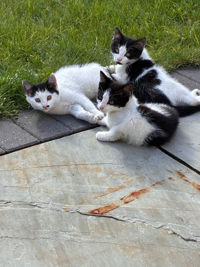 5 beautiful kittens for sale 