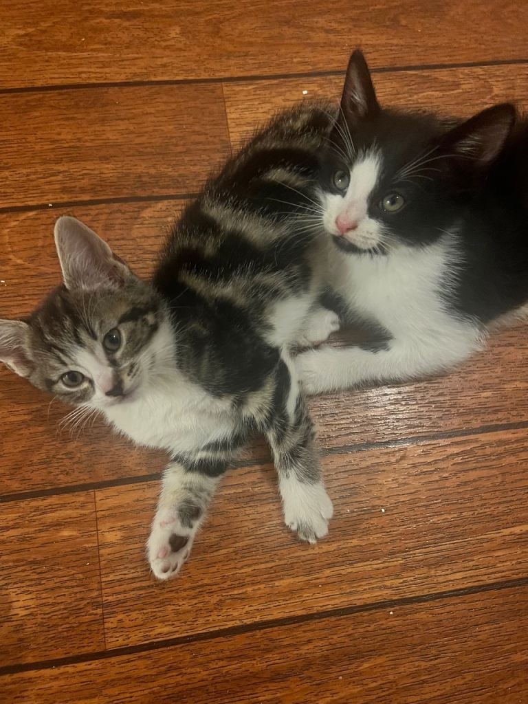 Kittens for sale 