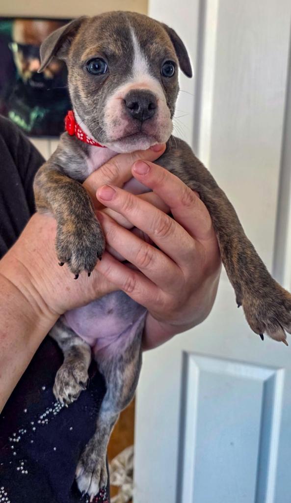 England bulldog x Staffordshire bull terrier