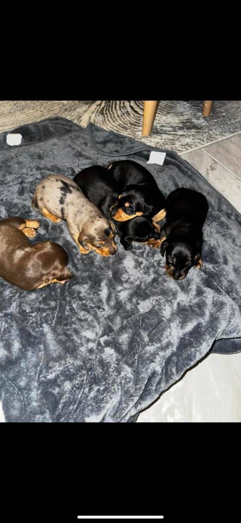 Miniature Dachshund puppies