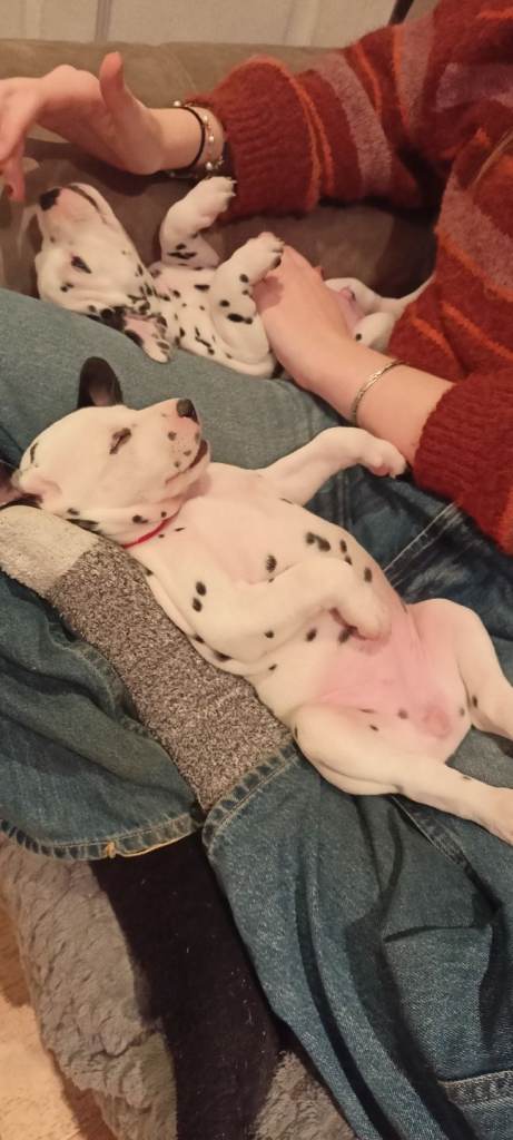 Beautiful dalmatian puppies 