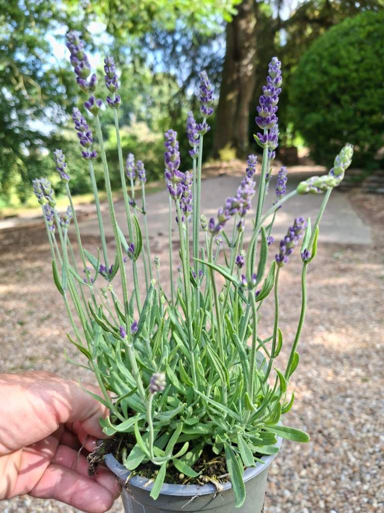 Fresh Lavender Plant in Pot – NEW, Ready for Garden