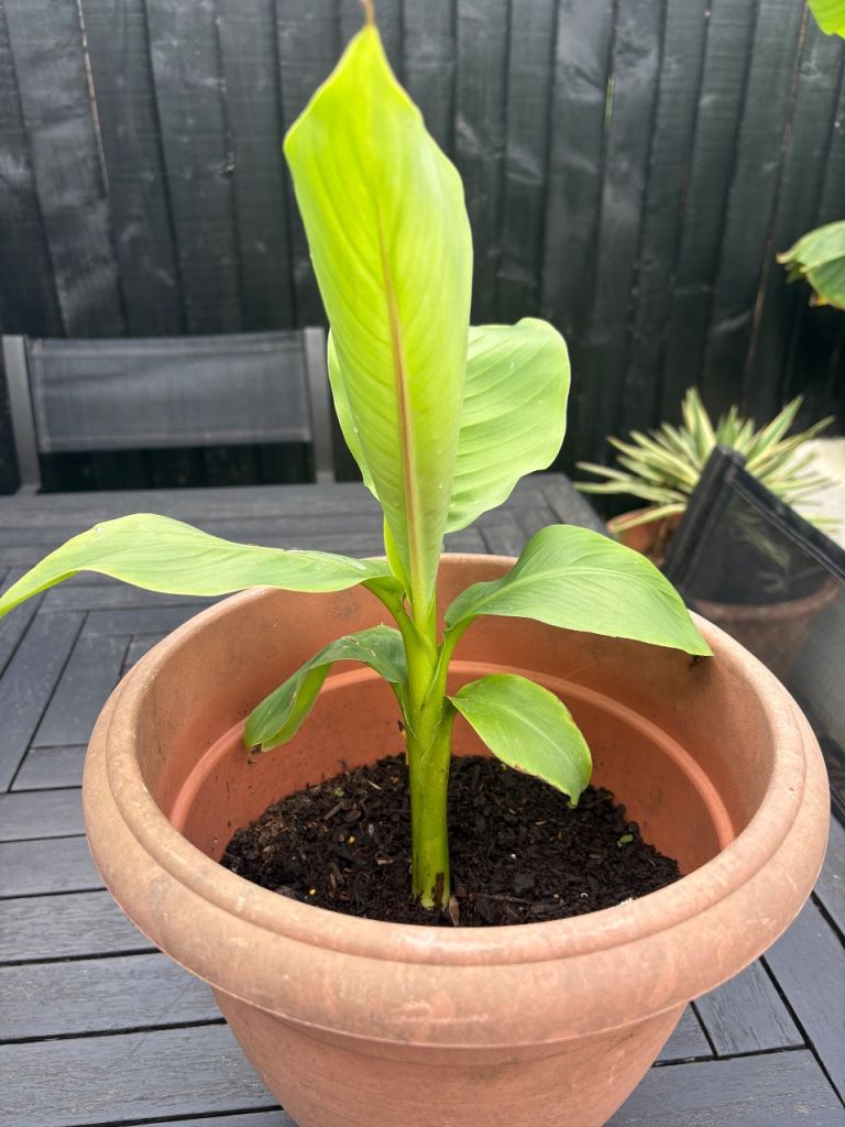 Musa basjoo hardy plant