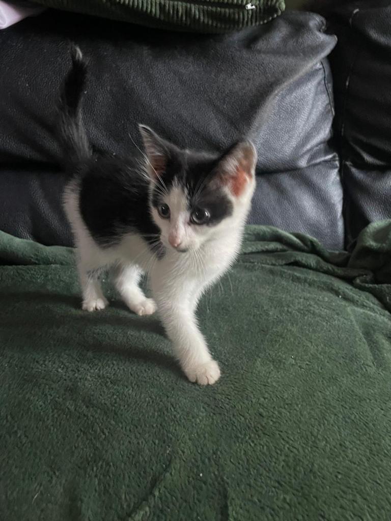 Adorable kittens