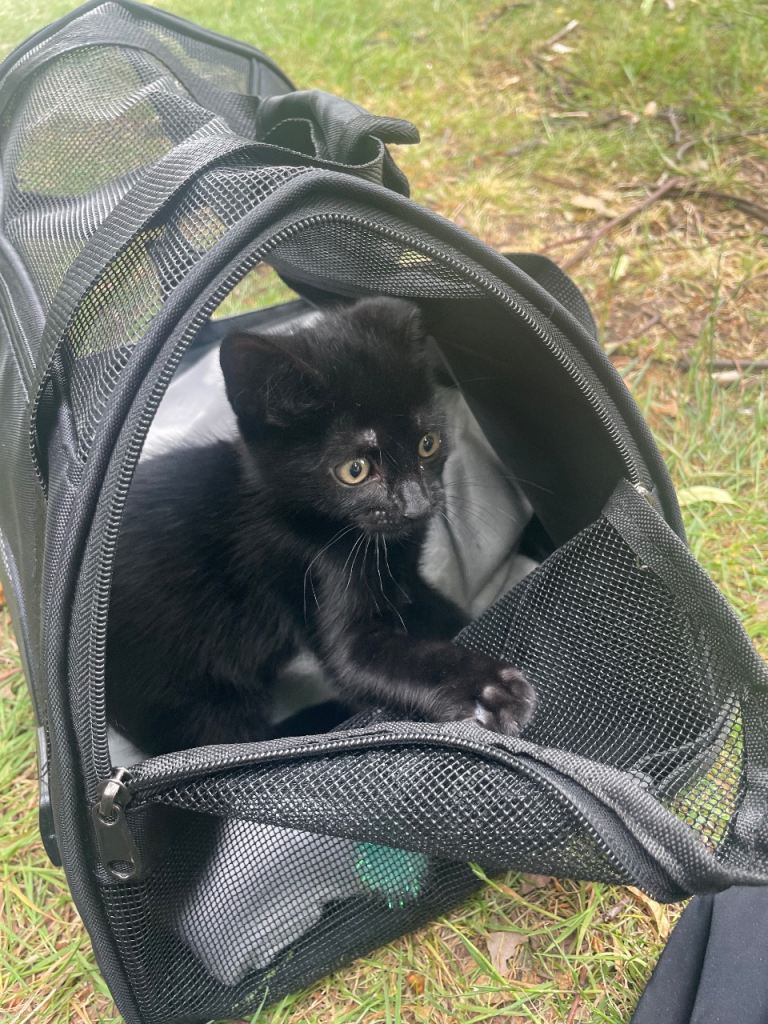 Black Kitten for sale 
