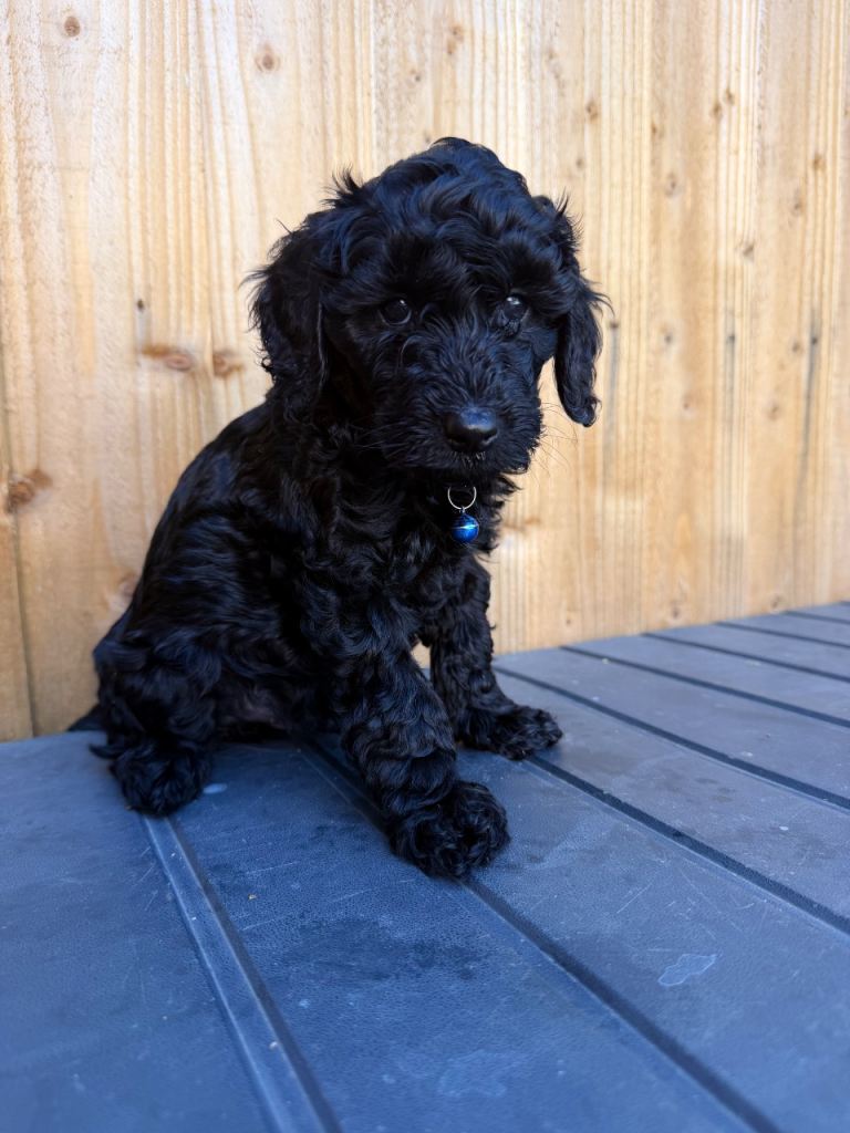 Cockapoo f2 puppies