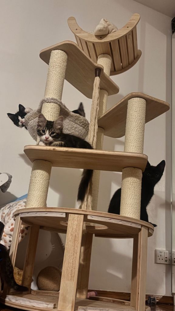 11 Weeks Kittens 🐾