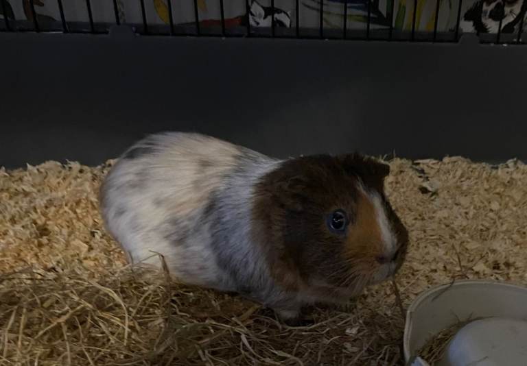 guinea pigs need rehoming 