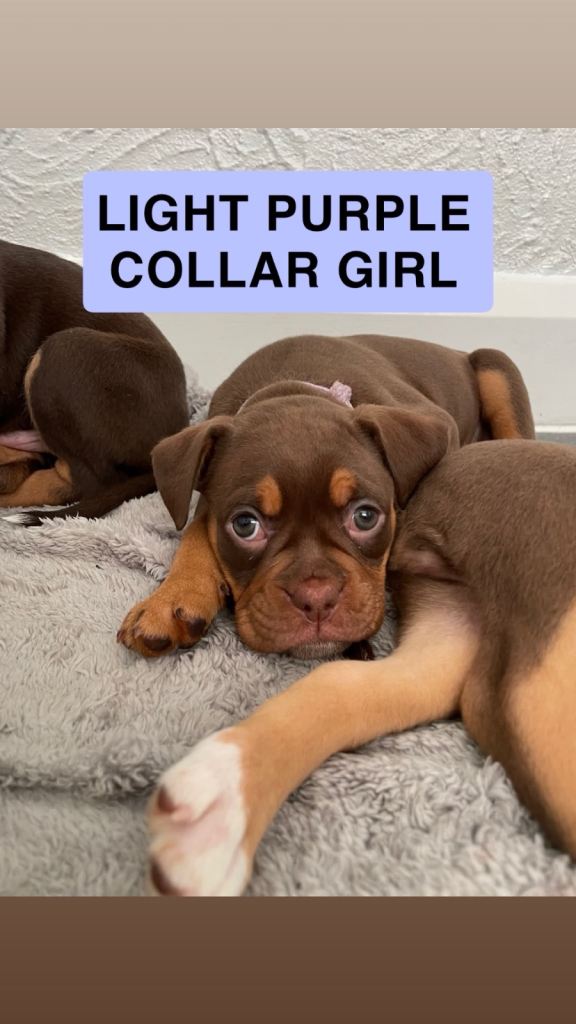 SIX OLD TYME BULLDOG PUPPIES
