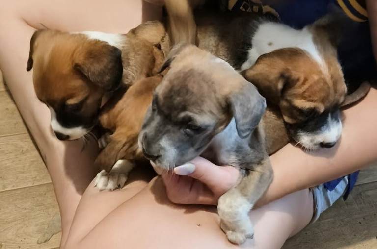 Beautiful puppies ready to leave now- cross of Ridgeback-border collie & Sharpei