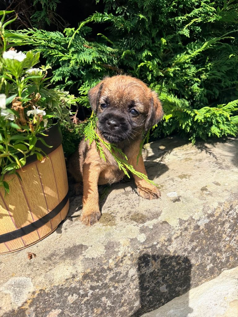 KC Registered Border Terriers
