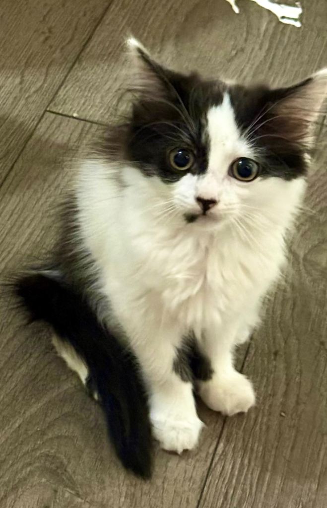 Mixed domestic short hair