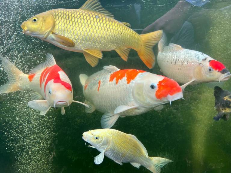 Assorted Koi Carp for Sale, Leatherhead, Surrey