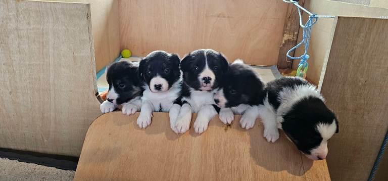 Tri Coloured Border Collie Puppies 