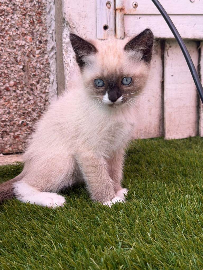 12 week old kitten for sale 