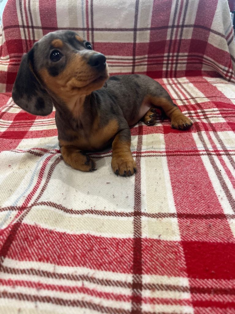 Miniature dachshunds for sale
